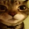 Meowmeowly