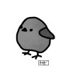 Gray444