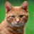 mrmeowman12